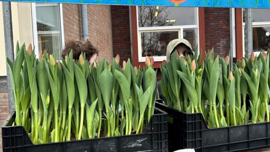 Vandaag hebben de groepen 8 de Tuinbouwbattle afgesloten met de verkoop van tulpen op het schoolplein! ๐ท๐ท