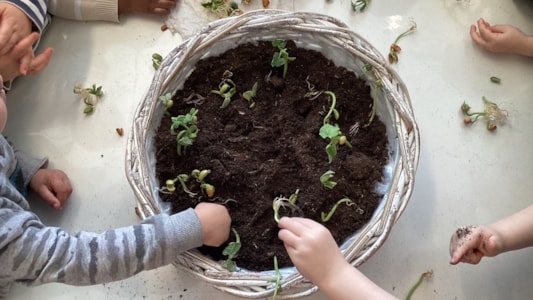 De peuters planten zaadjes en bomen. π±πΈ